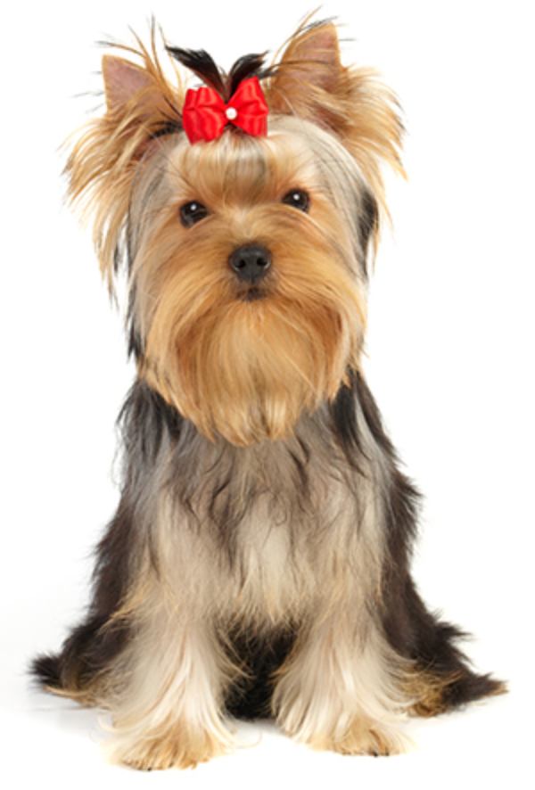 Bubbles and Bows - Pet Grooming in Franklin County TN